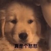 萌宠 汪星人 真是个憨憨 无奈 呆萌 可爱