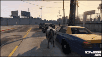 奶牛 汽车 上车 搞笑