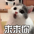 萌宠 猫 喵星人 求求你 卖萌 soogif soogif出品