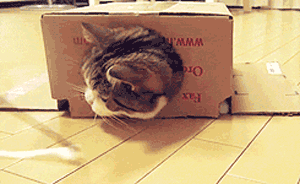 丸 maru 猫 逗猫 钻盒子 抓