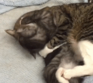猫咪 打架 躺着 爪子