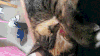 猫咪 喵星人 困 萌
