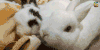 兔子 soogif soogif出品