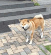 狗狗 呆萌 眨眼 遛狗