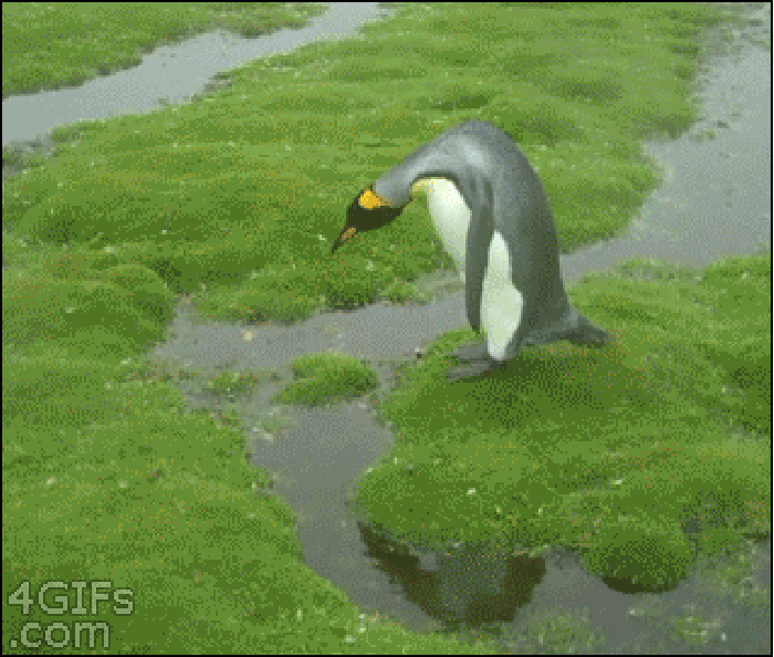 企鹅 可爱 草坪 动态