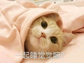 喵星人 可爱 小猫 萌呆 一起睡觉觉嘛 讯飞