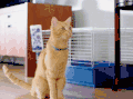 喵星人 萌宠 可爱 猫咪