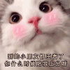 萌宠 猫星人 别的小朋友都上王者了 你什么时候陪我上分啊 搞怪 呆萌