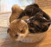 猫咪 可爱 舔 陶醉
