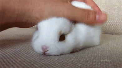 兔子 抚摸 享受 雪白 萌宠