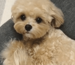 萌宠 可爱 厉害 搞笑动物