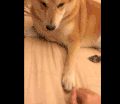 狗 逗比 萌宠 搞笑