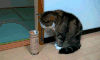 玩意 宠物 恶搞 搞笑 gif