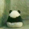 萌宠 熊猫 气成一坨 生闷气 呆萌 可爱