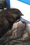 猫咪 可爱 玩耍 萌宠