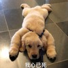 萌宠 汪星人 我心已死 无奈 呆萌 可爱