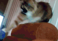 猫咪 喵星人 愤怒 搞笑 可爱