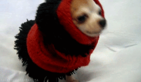 狗 冷 围巾 冻结