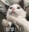 萌宠 猫星人 鼓掌 开心 呆萌 可爱