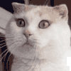 形容词 没有 搞笑 萌 gif