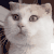 形容词 没有 搞笑 萌 gif