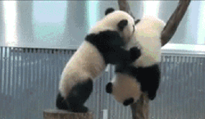 熊猫 玩耍 玩闹 打闹