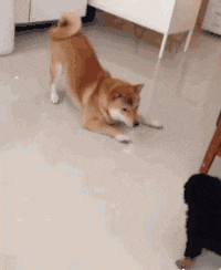 狗狗 可爱 抓尾巴 机灵