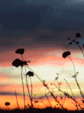 Cinemagraph 夕阳 花朵 美景