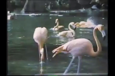火烈鸟, 80年代, 佛罗里达, 热带