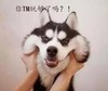 你TM玩够了吗 狗狗 可爱 捏脸