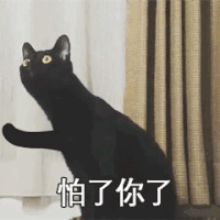 萌宠 喵星人 怕了你了 黑猫 怕了 搞怪 可爱