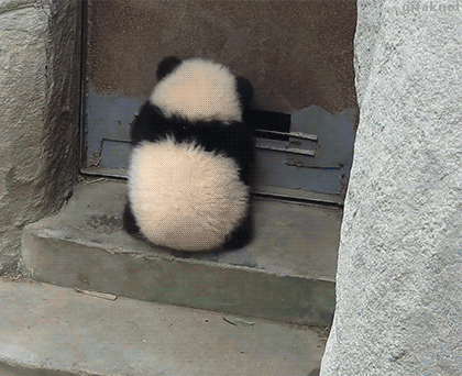 熊猫 圆滚滚 越狱 可爱