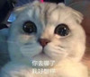 萌宠 猫星人 你去哪了 我好想你 呆萌 可爱