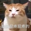 萌宠 猫星人 脑壳屁疼的 难受 呆萌 可爱