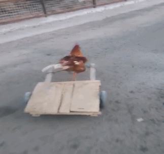 小鸡 拖车 马路 奔跑