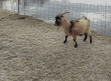 动物 山羊 搞笑 特技