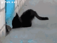 小猫 小狗 可爱 玩皮