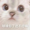 萌宠 猫星人 求求你了 还不行吗 呆萌 可爱
