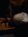 喵星人 强吻 萌 有爱 不约 哎哟我去