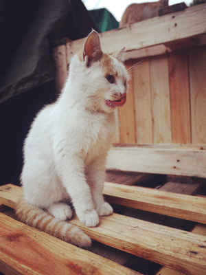 小猫 白色 可爱 毛茸茸