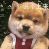 萌宠 汪星人 说不上来 不想说话 搞怪 逗