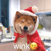 萌宠 汪星人 wink 爱你 呆萌 可爱