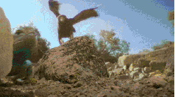 动物 捕食 纪录片 老鹰 隐秘王国 环境蜥