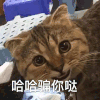 萌宠 猫星人 哈哈 骗你哒 呆萌 可爱