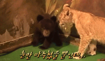 熊 老虎   害怕  可怕