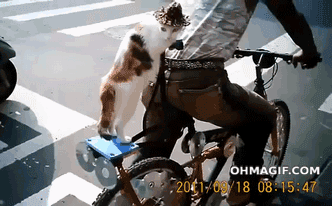 猫咪 自行车 站立 可爱的
