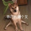 萌宠 汪星人 乖巧的劈个叉 搞怪 呆萌 可爱