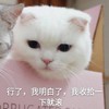 萌宠 喵星人 行了 我明白了 呆萌 可爱