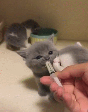 猫咪 喝奶 针管 抢