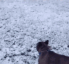 狗狗 滑雪 会玩 可爱